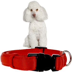 Zolux Cushion Obroża dla Psów Małych Ras i Szczeniąt rozm. S 15mm 27-37cm Czerwona