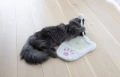 Kerbl Drapak Dla Kota Mata do Drapania Paw Łapka z Piłeczką na Słupku 36cm Biało-Różowy