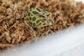 Happet Mech Torfowiec Sphagnum Moss Podłoże do Terrarium dla Gadów do Ukorzeniania Roślin 150g