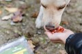 CanAgri Przysmak dla Psa Psów Mini Rollsy Krążki z Kaczką 500g