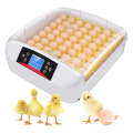 Inkubator Automatyczny Do 56 Jaj Z Owoskopem 220V Klujnik Wylęgarka
