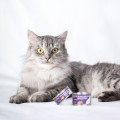 Comfy Premium Mousse Karma Mokra dla Kotów Sterylizowanych Kastrowanych z Przepiórką 85g