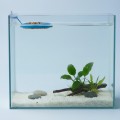 Jeneca Y-100 Karmnik Plastikowy Pływający Okrągły Niebieski 7,5cm