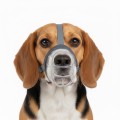 Baskerville Kaganiec INVISA Fizjologiczny Przezroczysty Plastyczny Basket Muzzle rozm. 3 Beagle Spaniel