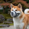 Baskerville Kaganiec INVISA Fizjologiczny Przezroczysty Plastyczny Basket Muzzle rozm. 5 Akita Husky