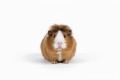 Versele-Laga Cavia Cavia Complete Pokarm dla Świnek Morskich Kawii 500g
