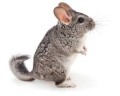 Versele-Laga Chinchilla Bathing Sand Piasek dla Szynszyli 2l 1,3kg
