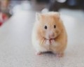 Versele-Laga Hamster&amp;Gerbil Complete Pokarm dla Chomików i Myszoskoczków 500g