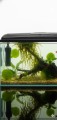 Aquael ACTI Pond ANTYGLON 500ml