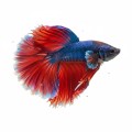 AQUAEL BETTA KIT AKWARIUM DLA BOJOWNIKA