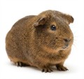 Cunipic Alpha Pro Guinea Pig Pokarm dla Świnek Morskich 1,75kg