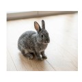 Cunipic Premium Rabbit Adult Karma Pokarm dla Dorosłych Królików 2,5kg
