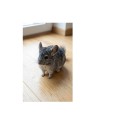 Cunipic Premium Chinchilla&amp;amp;Degu Karma Pokarm dla Szynszyli i Koszatniczek 2,5kg