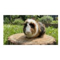 Cunipic Premium Guinea Pig Karma Pokarm dla Świnek Morskich Kawii 2,5kg