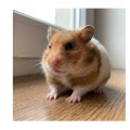 Cunipic Premium Hamster Mini&amp;Mouse Karma Pokarm dla Chomików i Myszek 600g
