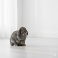 Cunipic Premium Rabbit Junior Karma Pokarm dla Młodych Królików 700g