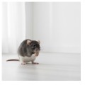 Cunipic Premium Rat Karma Pokarm dla Szczurów Szczurków 600g