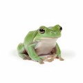 HIGROMETR Okrągły Precyzyjny Hydrometr do Terrarium Dokładny Analogowy 5cm
