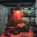 EXO TERRA HEAT GLO R25/100W ŻARÓWKA DO TERRARIUM