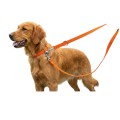 Smycz Spacerowa Miami Kerbl 200x2,5 cm Pomarańcz Mocna Dla Psa