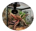 Repti PLANET Night Heat Żarówka Nocna Do Terrarium 75W