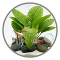 TROPICAL AQUA PLANT 100ml - Odżywka Nawóz Dla Roślin Akwariowych