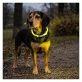 Obroża LED Kerbl Maxi Safe 65cm Żółta Świecąca Dla Psa Bezpieczna Widoczna