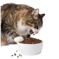 Karma Ambrosia GF CAT STERILISED SALMON CHICKEN 5KG Bezzbożowa Karma Dla Kota  Łosoś Kurczak