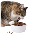 Karma Ambrosia Cat Sterilised Turkey Herring 5KG Indyk Śledz Bezzbożowa