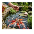 Tropical KOI&amp;GOLDFISH COLOUR STICKS 5l/430g - pokarm dla ryb hodowanych w oczku wodnym