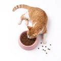 Ambrosia Cat Sterilised Karma Dla Kotów Kastrowanych Turkey Herring 5KG Indyk Śledz Bezzbożowa