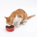 Karma Ambrosia GF CAT STERILISED SALMON CHICKEN 5KG Bezzbożowa Karma Dla Kota Łosoś Kurczak