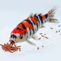 Tropical KOI&GOLDFISH COLOUR STICKS 21l/1,6kg - pokarm dla ryb hodowanych w oczku wodnym