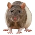 Animals Pokarm dla Szczura Mieszanka Ziaren i Nasion Warzyw 500g