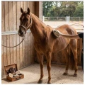 Magic Brush Szczotka dla Konia ze Szlufką do Czyszczenia Twarde Włosie 14x7cm