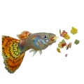 Tetra Guppy Mini Flakes 250ml Pokarm Drobne Płatki Ryby Żyworodne