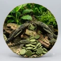 TROPICAL GREEN ALGAE WAFERS 250ml Pokarm dla Glonojadów