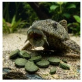 TROPICAL GREEN ALGAE WAFERS 5l Pokarm dla Glonojadów