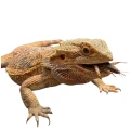 Tropical Reptiles Carnivore Pokarm Dla Mięsożernych i Wszystkożernych Gadów 1000ml/260g