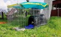 KOJEC DLA KRÓLIKA Składany 6el Wybieg + Osłona