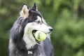 KONG Air Dog SqueakAir M 6,4cm Piłki Tenisowe Dla Psa