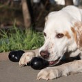 KONG GOODIE BONE EXTREME L Super Mocna Zabawka Kość Dla Psów 13-30kg