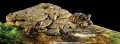 Wyspa Exo Terra Turtle Bank L PT3802
