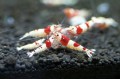 H.E.L.P HELP Advanced Soil SHRIMP