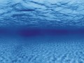 Aqua Nova Tło Dwustronne Do Akwarium Fototapeta Roots / Water S 60x30cm