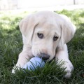 KONG PUPPY S Mocna Zabawka Gryzak Dla Szczeniaków 1-9kg