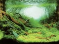 Aqua Nova Tło Dwustronne Do Akwarium Fototapeta Plants / Ocean XL 150x60cm