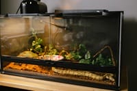 terrarium